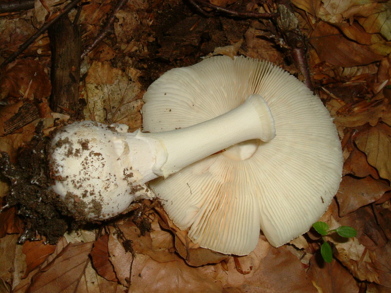 Amanita da deter...